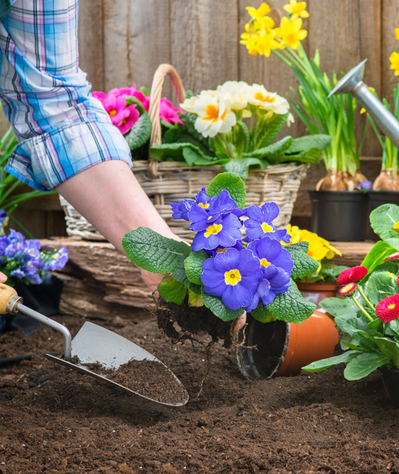 Landscaper planting a potted plant in soil