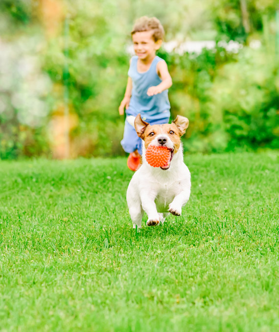 Young boy and dog running through a new lawn